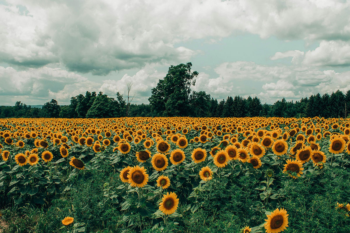 Stress free sunflowers
