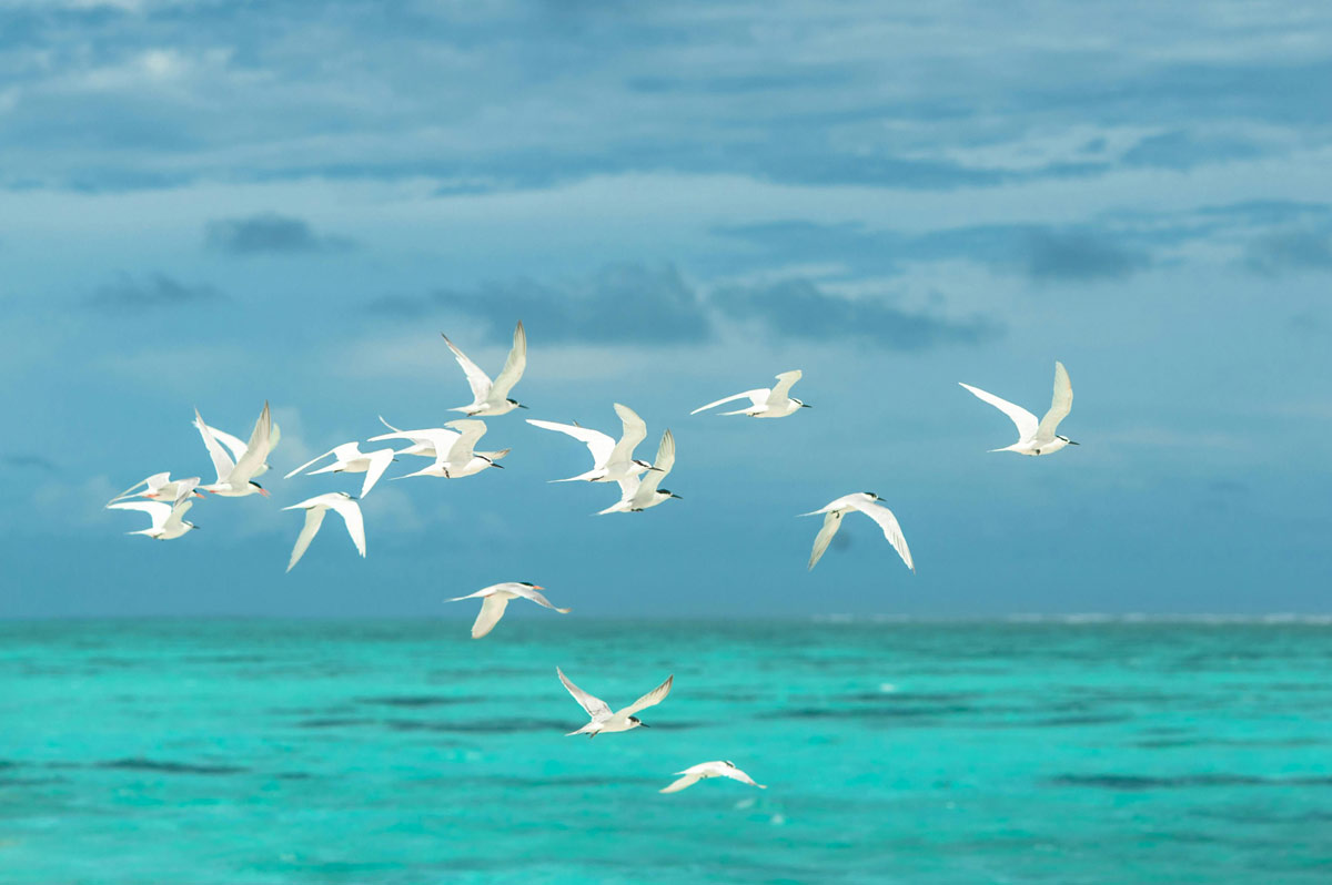 Birds flying in the meditation retreat